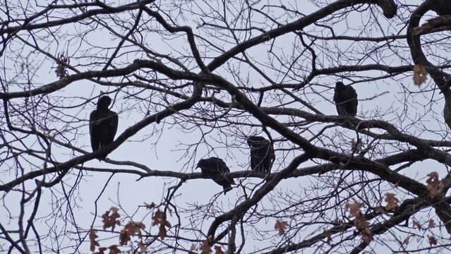 Four black vultures perched in barren tree branches