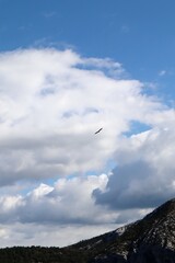 seagull in flight
