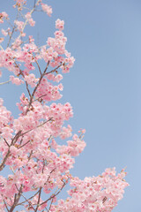 ハイキー調に写した河津桜	