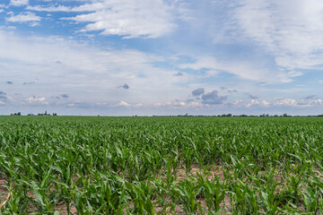 field planted with corn sky with clouds large photo