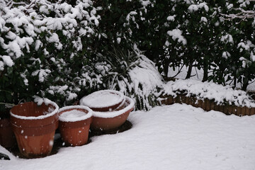 雪が積もった庭の植物　積雪冬寒波の素材