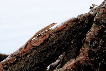 Mangrove skink climbing a tree trunk in Lealea village, Central Province, Papua New Guinea – tropical reptile wildlife photo.