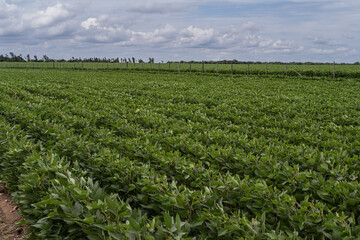 Fototapeta na wymiar field planted with soybean sky with clouds large photo