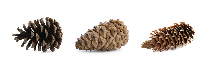 Set with beautiful pine cones on white background. Banner design