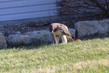 Hawk staring  down at its lunch 