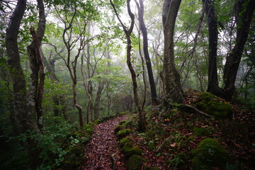 a mystic pathway through misty autumn forest