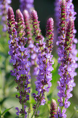 The beauty of the lavender