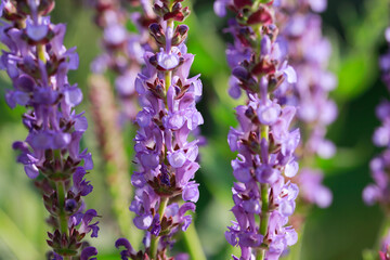 The beauty of the lavender