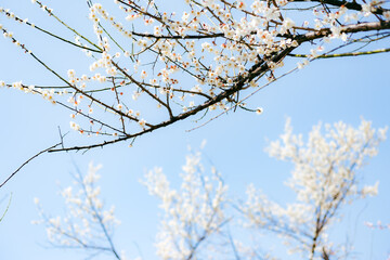 Korea's sky background, cherry blossoms.