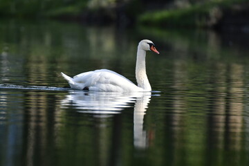 Cygne - lac - plan d'eau dans la nature 