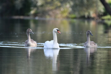 Cygne - lac - plan d'eau dans la nature 