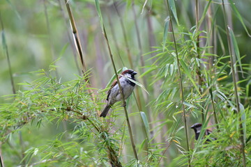 Moineau dans un bosquet de bambous