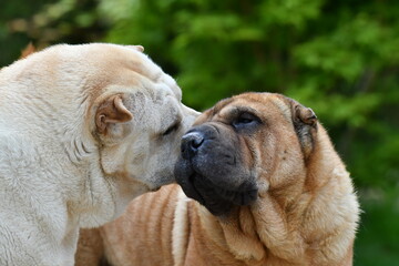 Obraz premium Deux chiens de race Shar-Peï en tête à tête 