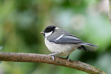 Petite m&eacute;sange charbonni&egrave;re sur une branche au printemps
