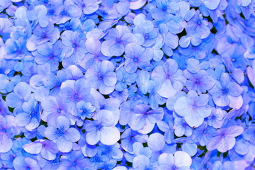 Blue hidrageas backgrounds. Natural background with blue flowers of hydrangea.