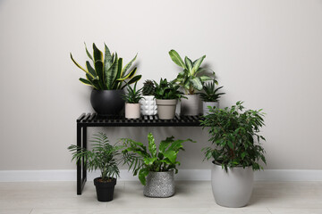 Many houseplants on bench near white wall