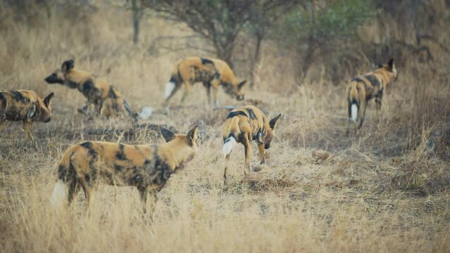 Pack of wild dogs tracking a prey in the grasslands at sunset in Africa