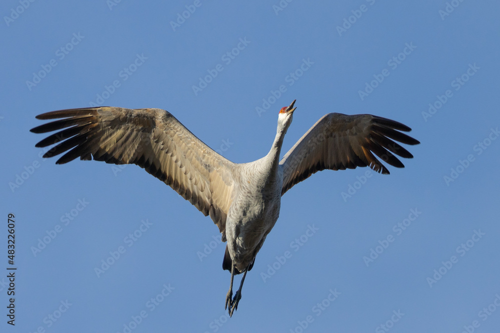 Poster Sandhill crane flying in beautiful light, seen in the wild in a North California marsh