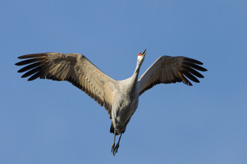 Sandhill crane flying in beautiful light, seen in the wild in a North California marsh