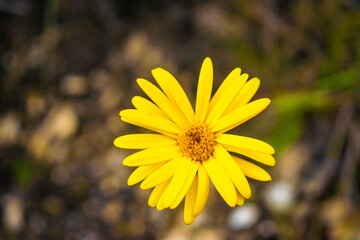 Flor silvestre 