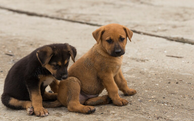 Central Asian Shepherd. Feral dogs on their territory. Puppy games, the relationship between animals.