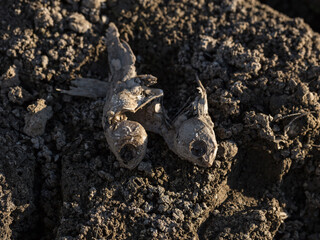 The decay of the corpse of a fish at the bottom of a dried lake. Environmental cataclysm. Death of animals.