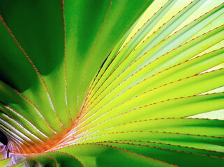 Exotic leaf. Close-up on a tropical leaf (Pandanus utilis), taken in Southern Brazil.