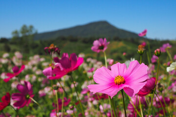 colorful cosmos flowers blooming in garden for bacground. blurred background