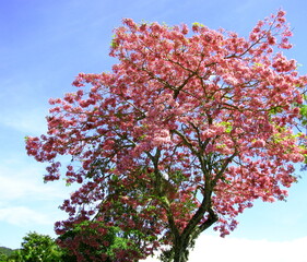 Pink Tree. Brazilian Ipê Tree. Plentiful pink blooming tree (Tabebuia pentaphylla) in a blue day, Sky, Southern Brazil.  