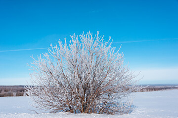 Obraz na płótnie Canvas Tree branches in hoarfrost, fluffy snow on the branches.