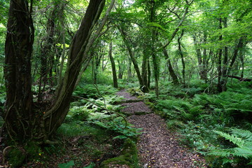 a refreshing spring forest and path in the sunlight