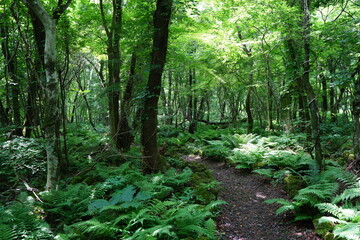 a refreshing spring forest and path in the sunlight