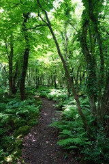 Obraz premium a refreshing spring forest and path in the sunlight