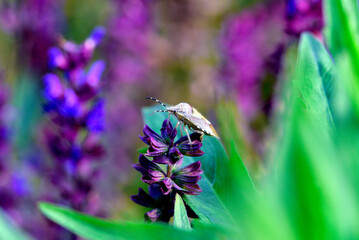 Insects inhabiting wild plants