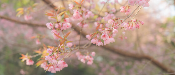 Wild Himalayan Cherry Blossoms in spring season,Sakura in Thailand, selective focus,Doi Pha Tang, Chiangrai , Thailand.