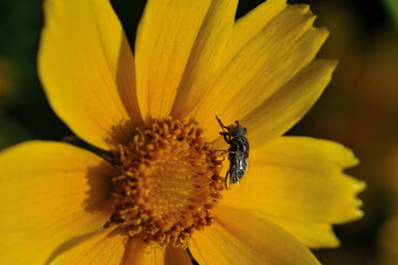 Insects inhabiting wild plants