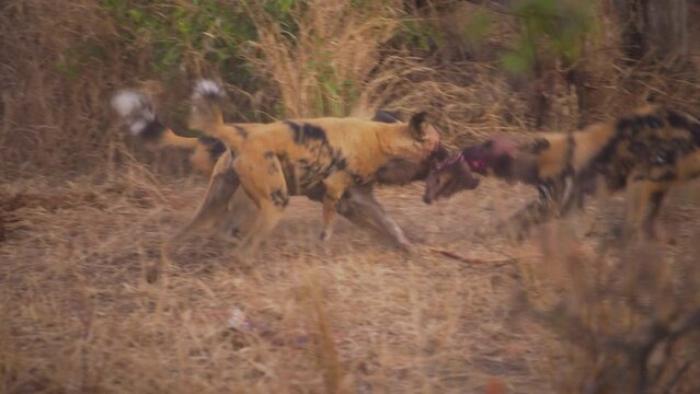 Pack of endangered african wild dogs fighting for scraps from animal carcass