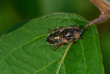 Insects inhabiting wild plants