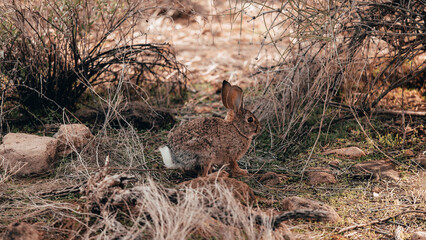 rabbit in the wild