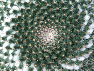 Top view of mammillaria irusamu cactus in a pot with sun light  on blurred background