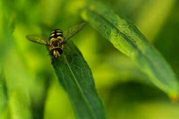 Insects inhabiting wild plants