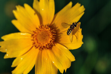 Insects inhabiting wild plants