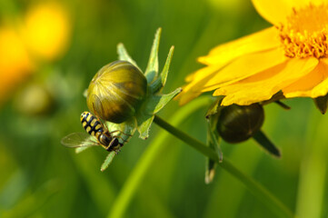 Insects inhabiting wild plants