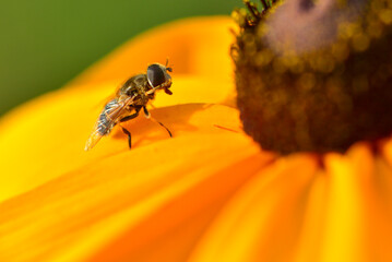 Insects inhabiting wild plants