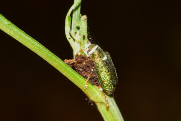Insects inhabiting wild plants