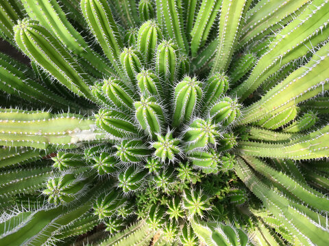 Top view of euphobia fruticosa cactus in a pot with sun light  on blurred background