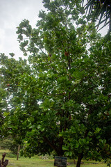 Valle de Llanguat