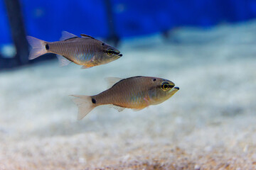 Naklejka premium クロホシイシモチ-Apogon notatus