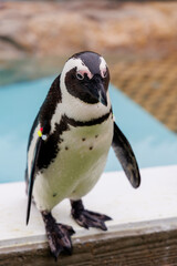 Fototapeta premium ケープペンギン