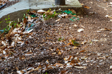 地面にたたずむ黄緑色の小鳥
